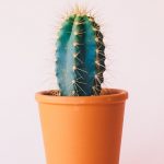 Kaktusy a sukulenty – nenáročné rastliny na pestovanie pre začiatočníkov